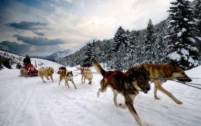 Sled dog