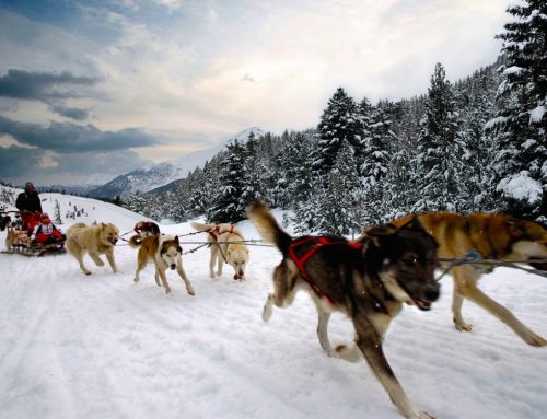 Sled dog